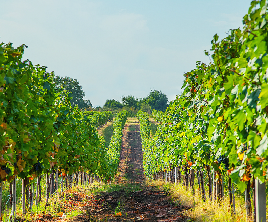 Виноградники Хареба. Источник — сайт: https://clck.ru/hUoGy