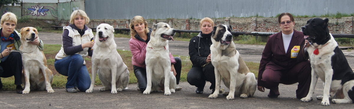 Выставка собак. 2011 год, собаки с приставкой "Шилеле", участники этой выставки!