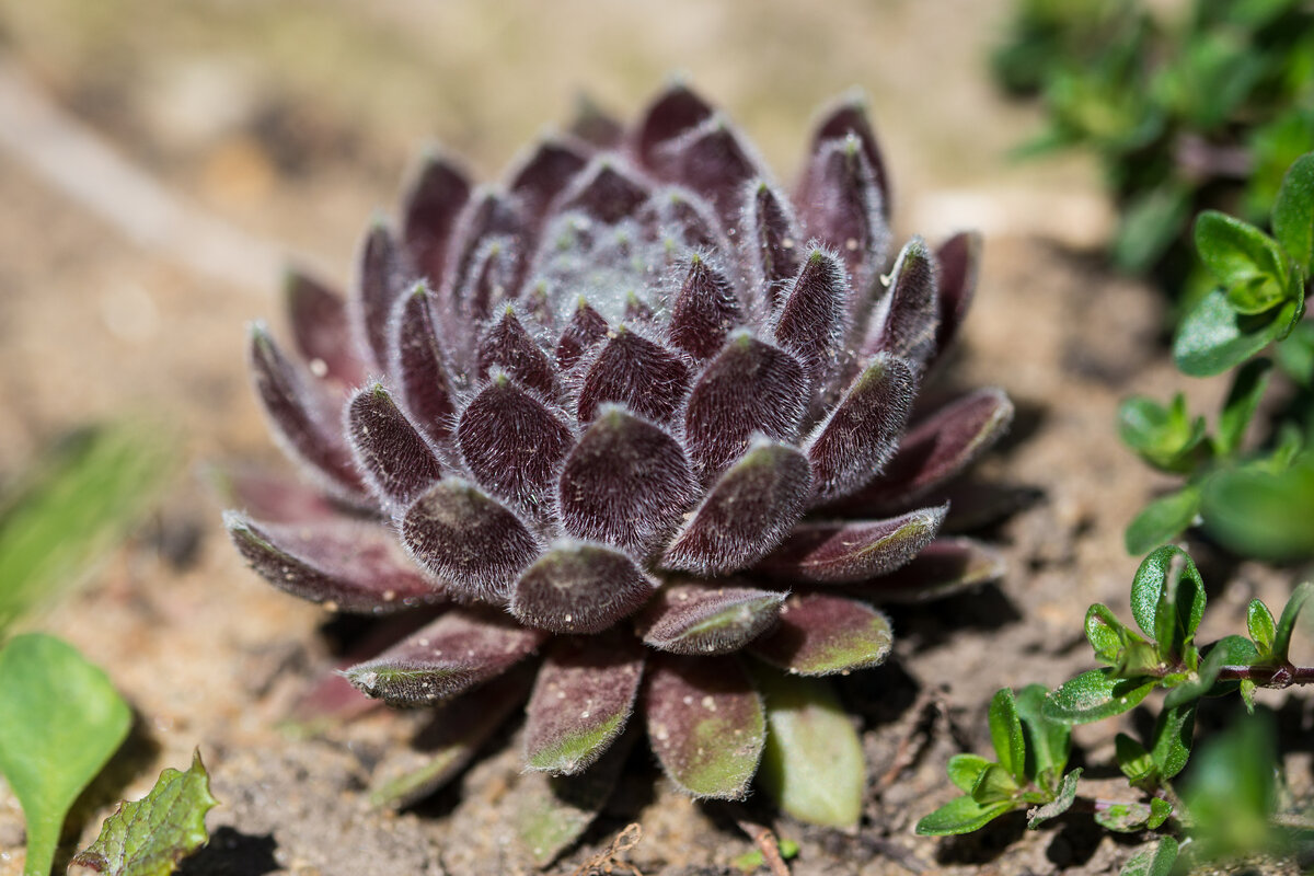 Завела в огороде молодило | Succulent life | Дзен