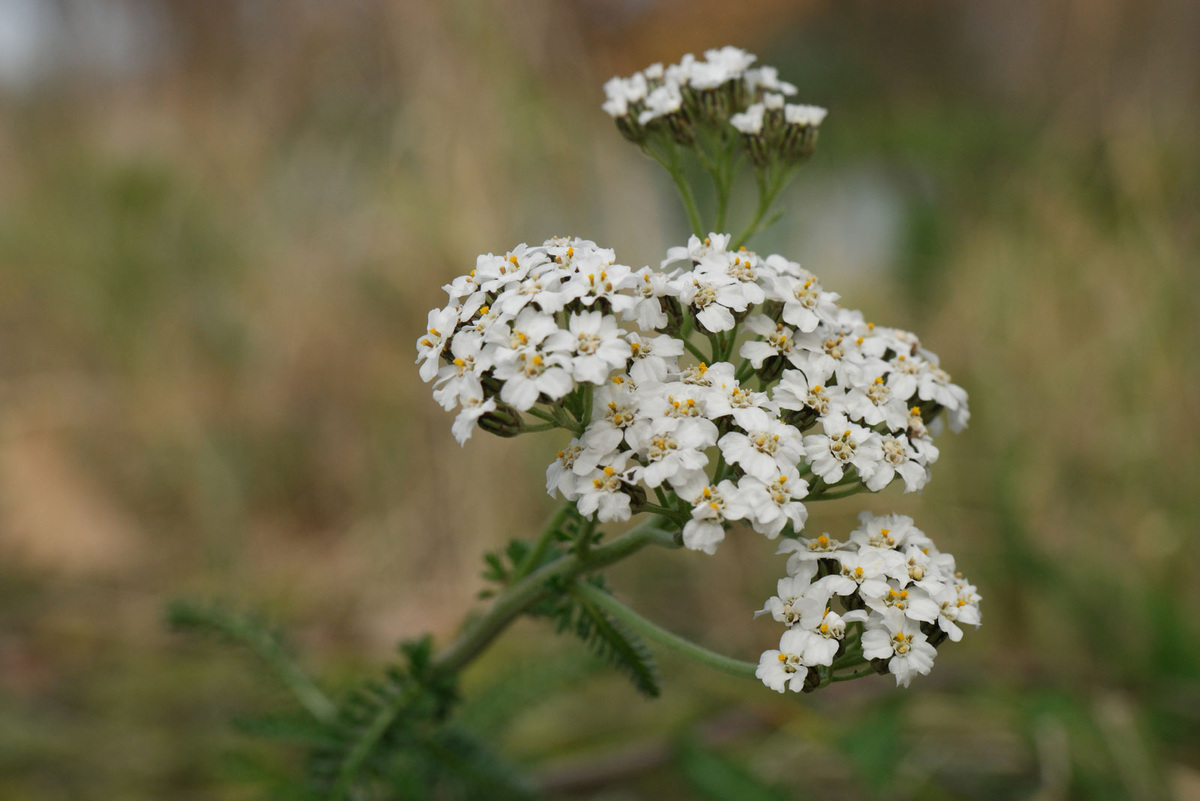 Изображение Тысячелистника взято из Яндекс.Картинок