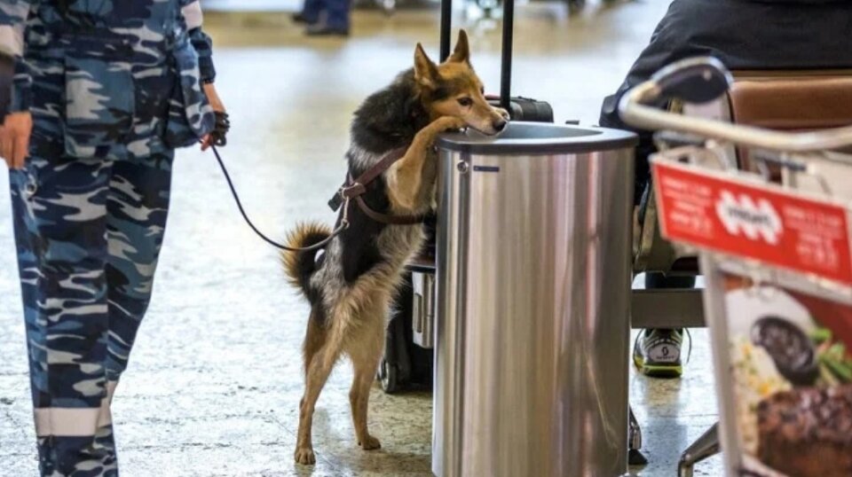Шакалайка не доверяет никому
