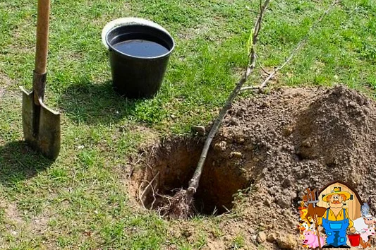 Сажал персик у себя на участке