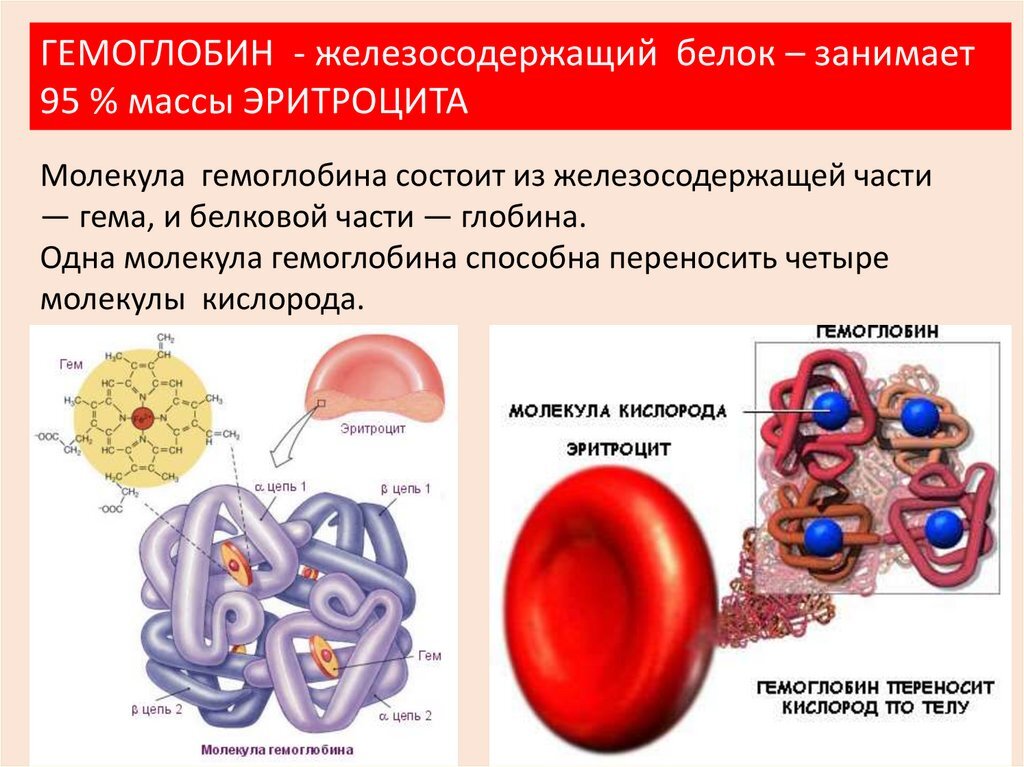 Презентация на тему гемоглобин