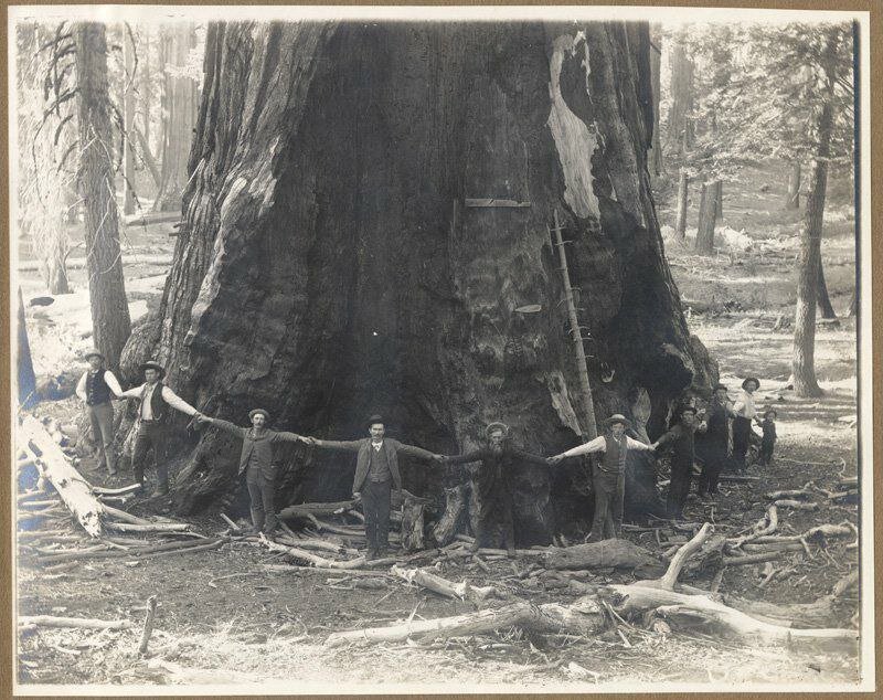 Самое большое спиленное дерево в мире фото
