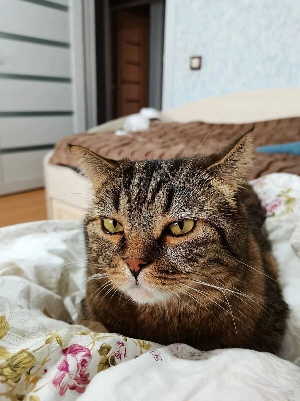 Главкот)