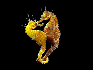 пара морских коньков