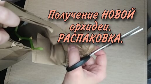 РАСПАКОВКА. Новая орхидея.