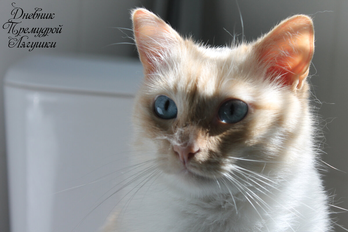 Зефир. Фото и кот автора