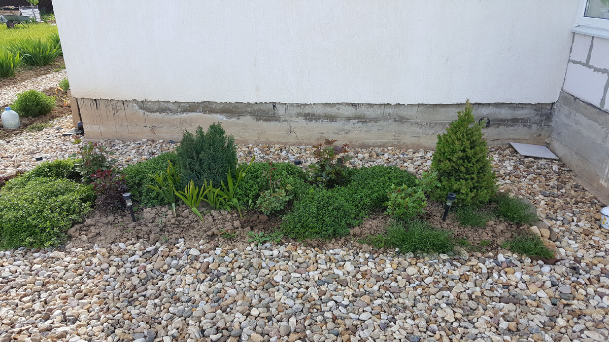 Фото сделано 5 июня 2022 года, до максимальной декоративности почти месяц. Неотделанный цоколь дома, к сожалению, портит вид.