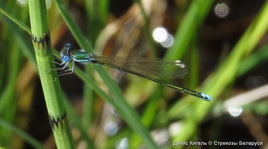 Научно-технический прогресс имеет одну парадоксальную особенность: большую часть исследований проводят одни компании, а наиболее значимые результаты получают другие. В самом деле, подавляющая часть научных исследований осуществляется ведущими монополиями. В странах общего рынка, например, все промышленные исследования выполняют в основном крупные фирмы, имеющие более 5 тыс. занятых. И тем не менее принципиальные нововведения, меняющие лицо всей промышленности, оказываются результатом деятельности не лидеров, а мелких, ранее неизвестных фирм.