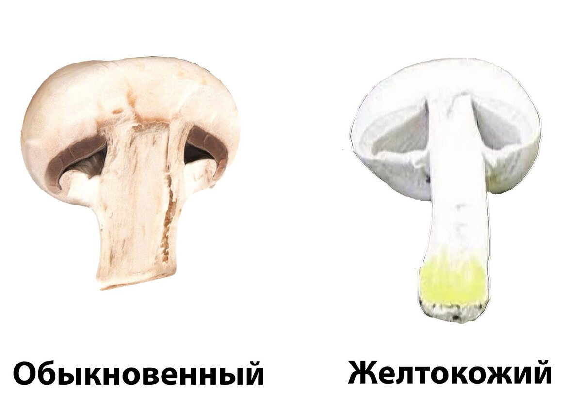 У съедобных шампиньонов мякоть при срезе розовеет, а у желтокожих желтеет. Оттуда и название этого гриба