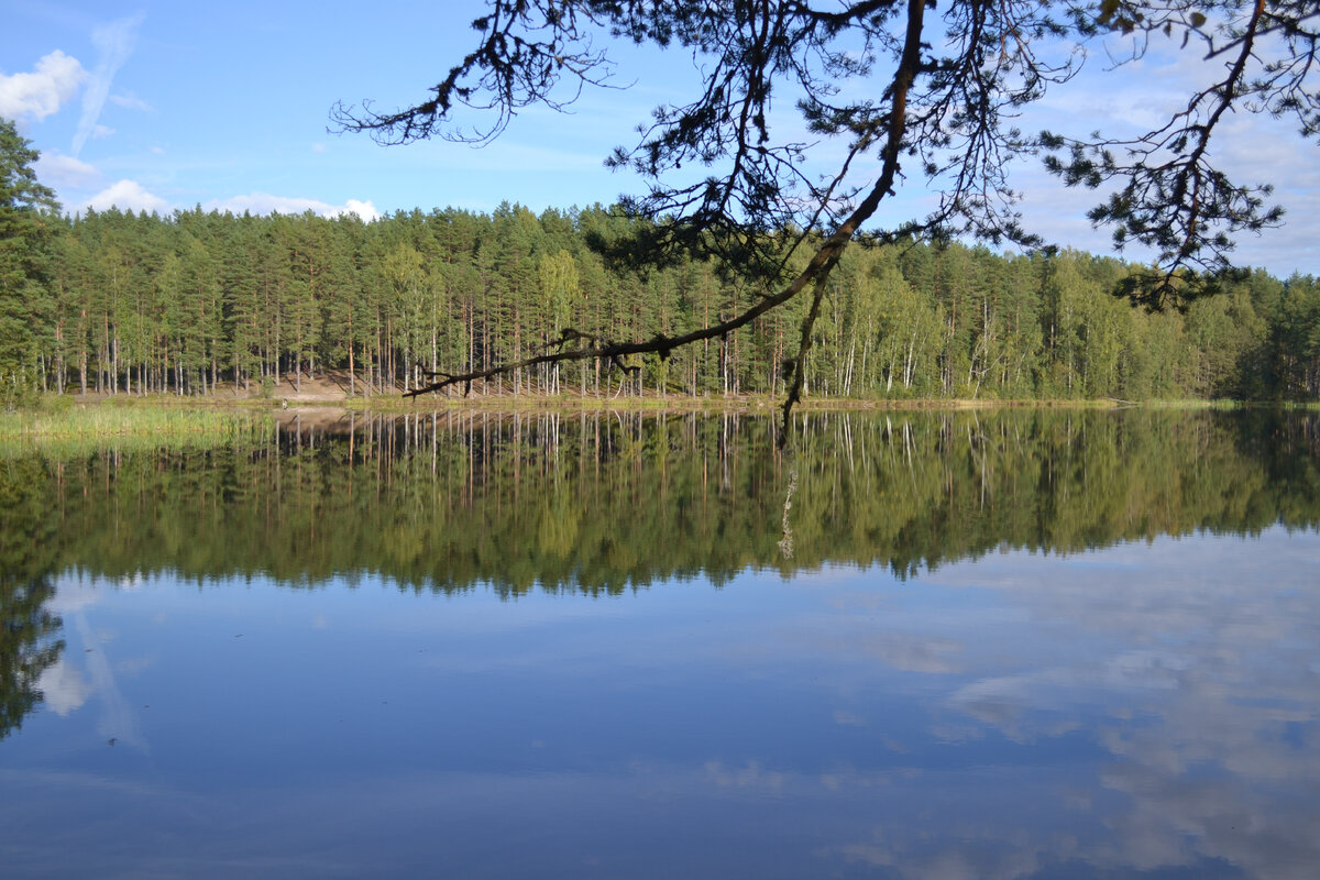 Границы сяберского заказника. Погода сяберо. Озеро сяберо ленинградская. Озеро сяберо. Озеро сяберо лужский.