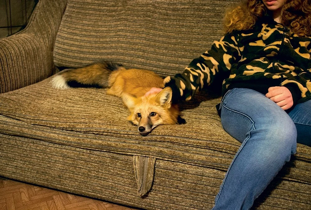 Forum fox. Домашние лисы. Домашний Лисенок. Одомашненная лиса. Лисы в квартире