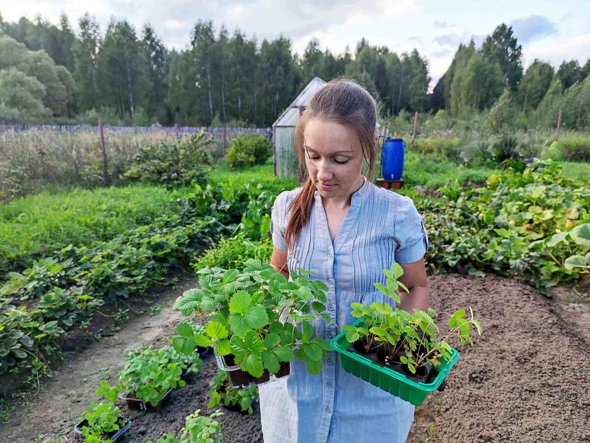 Мои первый урожай садовой земляники. Стоит ли сажать её на участке. | Побег  из мегаполиса | Дзен