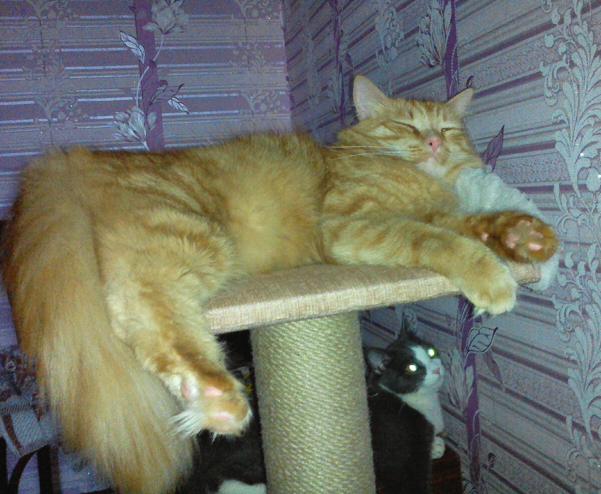 Лежбище котиков.