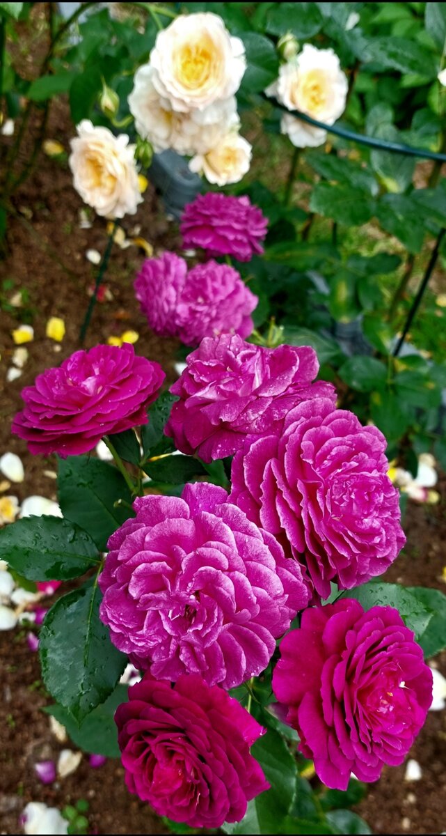 Пёпл Идэн. Флорибунда. Прекрасна даже в стадии завершения цветения. 