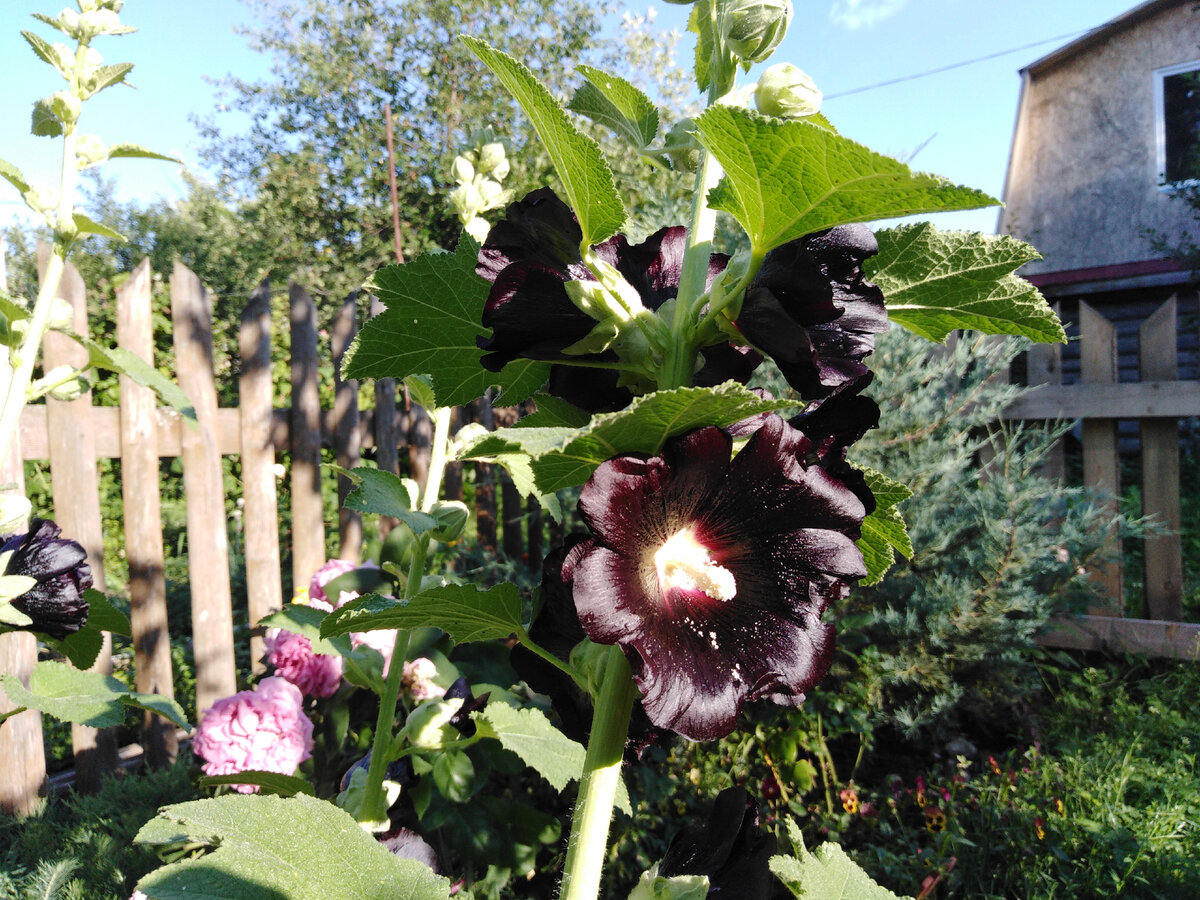 На ярком солнышке - цвета баклажана