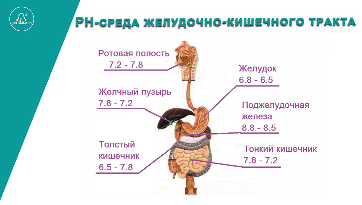Среда в желудке. Среда жкт. Среда в желудке. Условия среды желудка. Железы пищеварительной системы человека.
