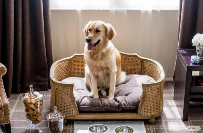 Отели, в которых можно с животными