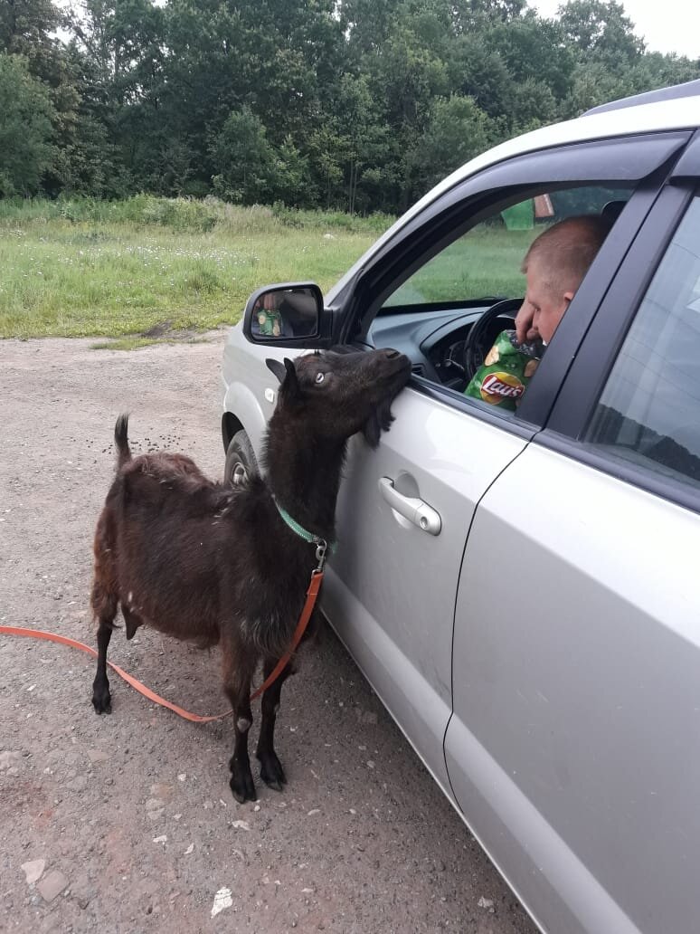 Коза попрошайка. | Москвичка в деревне🐐 | Дзен