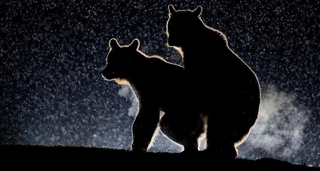     17 забавных фотографий животных, которые стали вирусными: таких снимков вы еще не видели