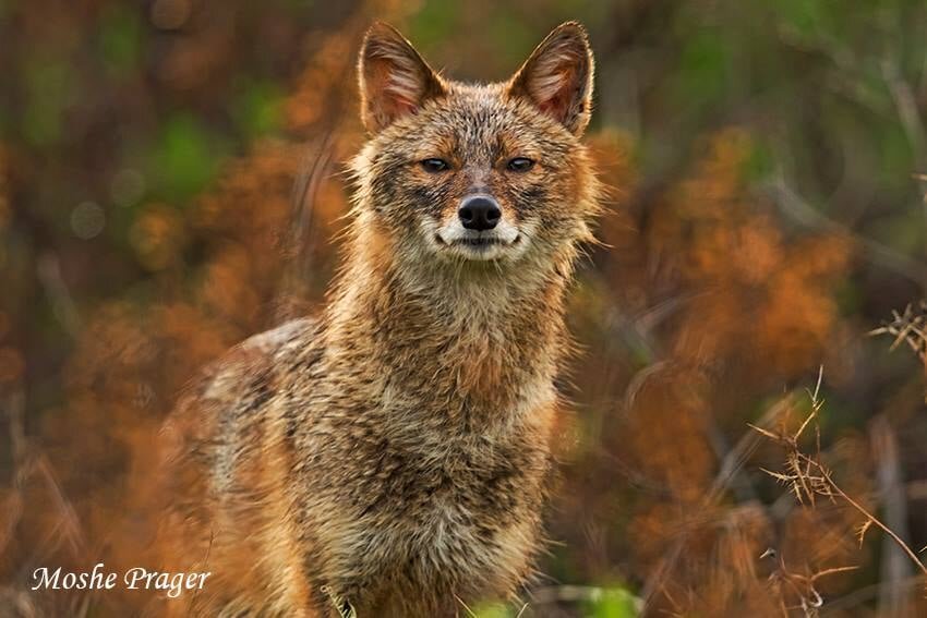 Шакалы звуки. Шакало качество. Как воют шакалы. Гибрид фото собак с шакалом.