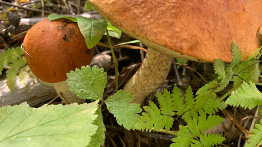 Грибной поход 27 августа 2022. 🍄🧺🍄