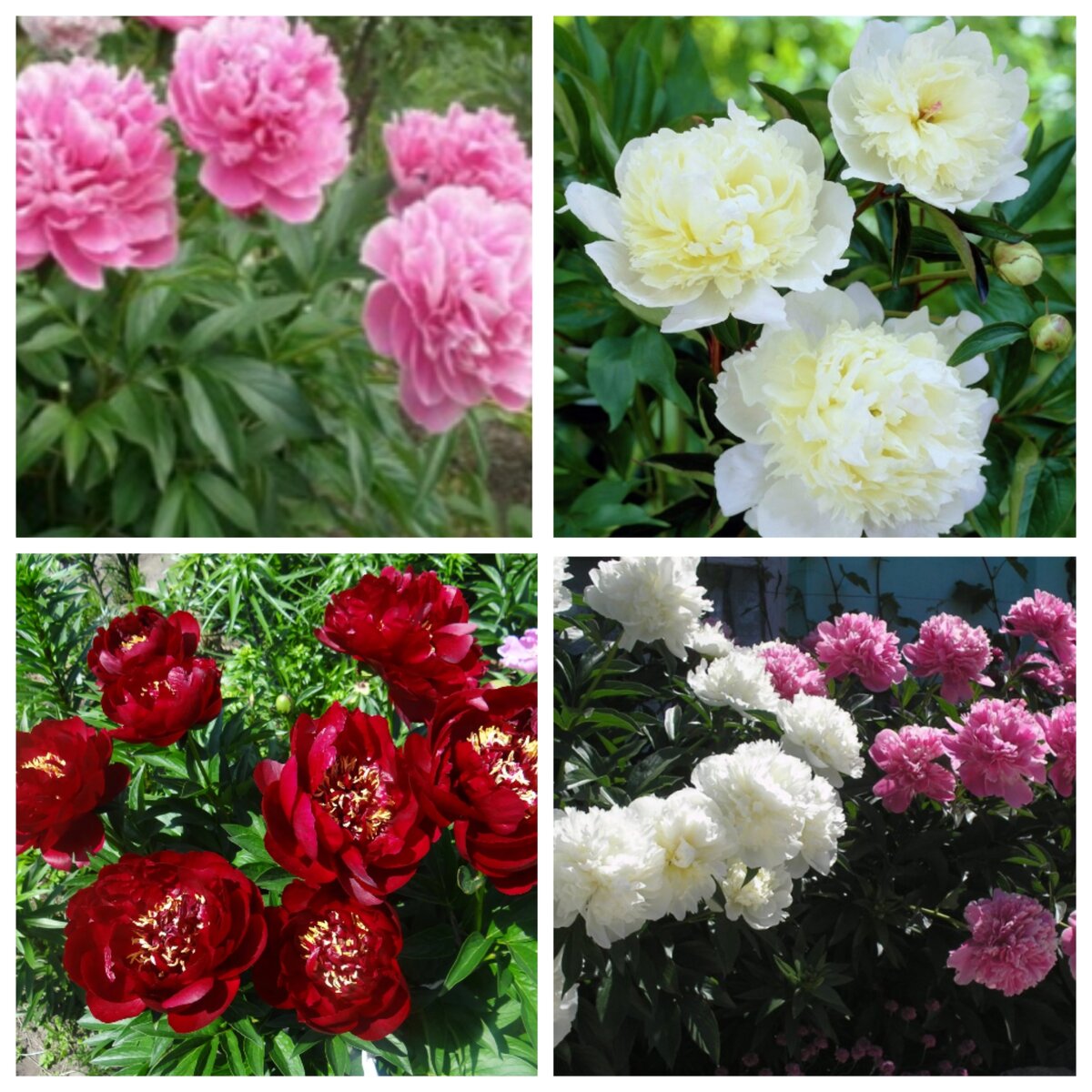 Мои красавцы пионы. Коллаж  из фото автора. 
