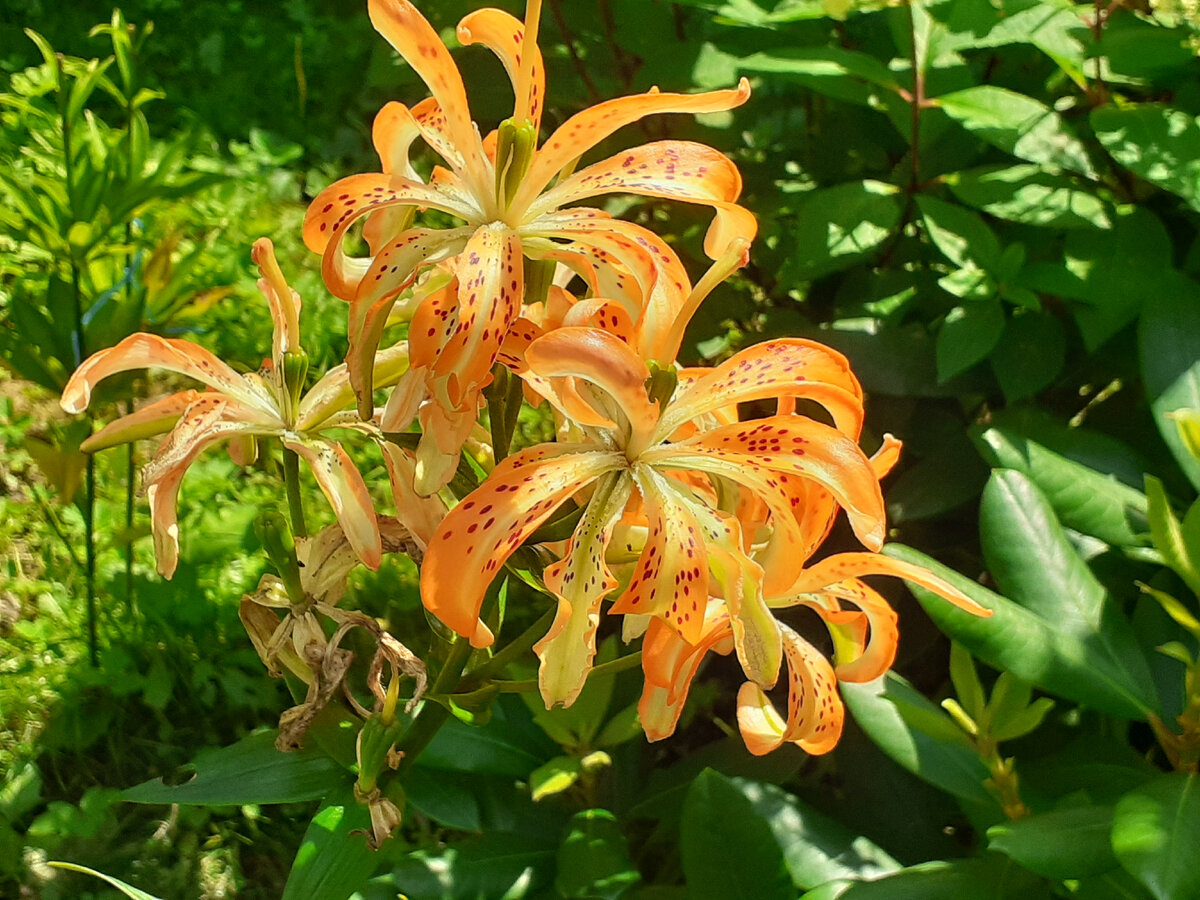 Must See в моем саду