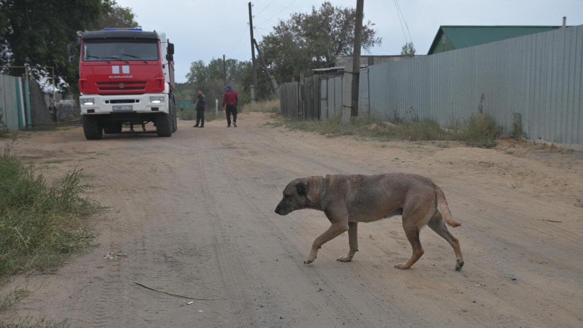    Пожары в Костанайской области NUR.KZ/Георгий Шаповалов