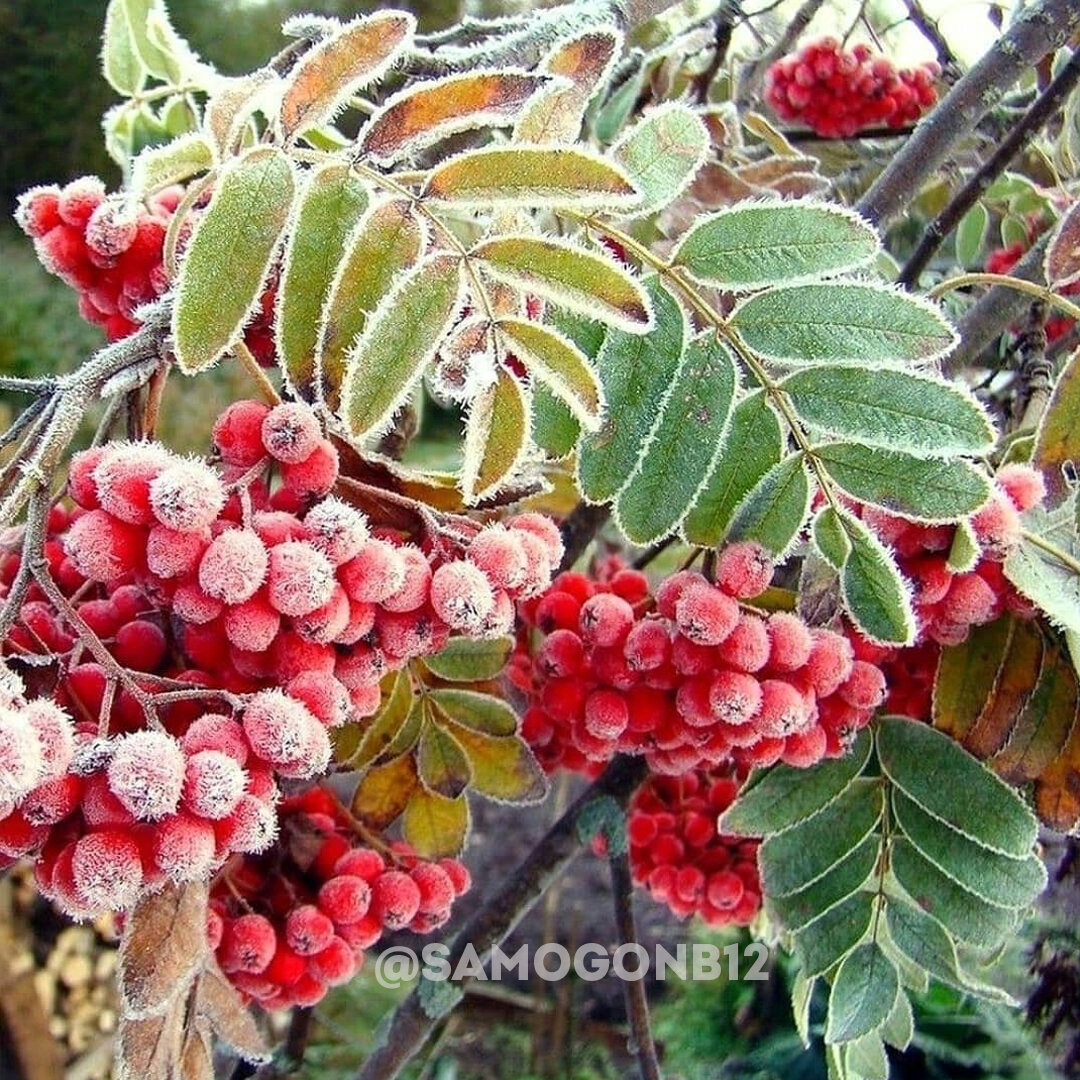 Ударенная морозом красная рябина лучше отдаёт сок, из него уходит горечь и он становится немного слаще. 