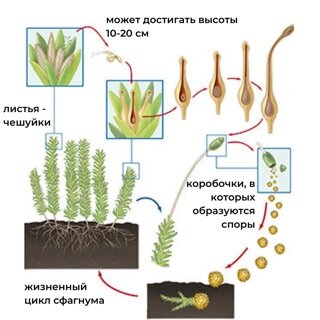 Скачай приложение iTest