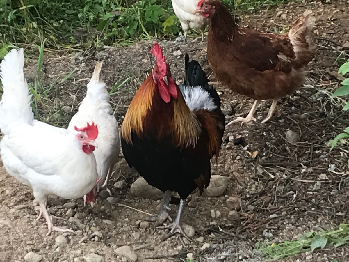 Первые наши курочки. Некоторые из них до сих пор живы. А петушка уже нет…