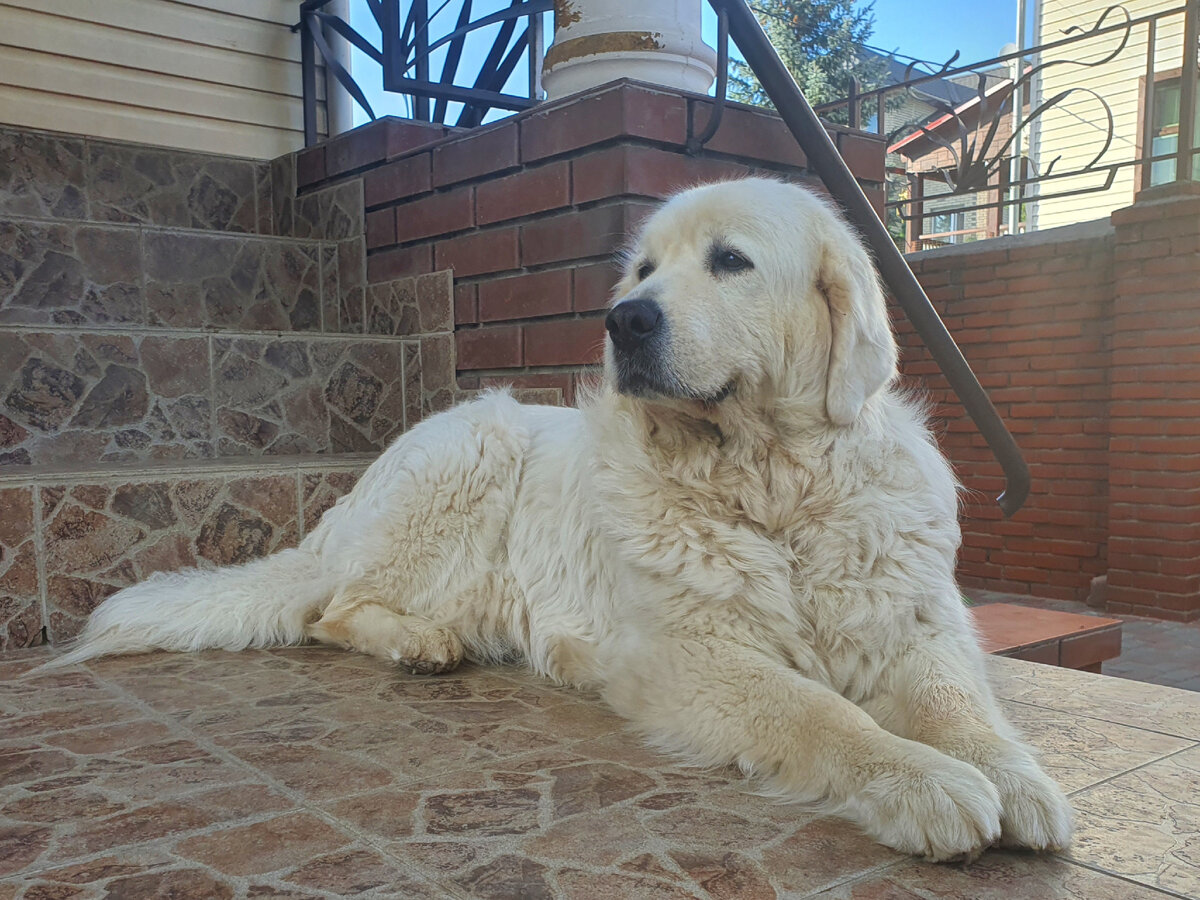 Вэлька на охране дома.