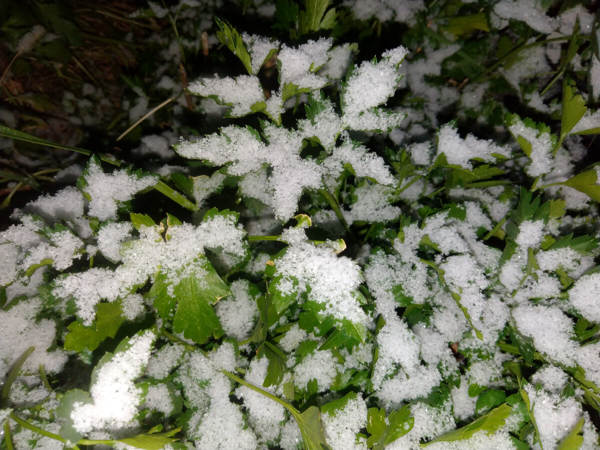 Петрушка под снегом. Это не салат. Это проза жизни :-)