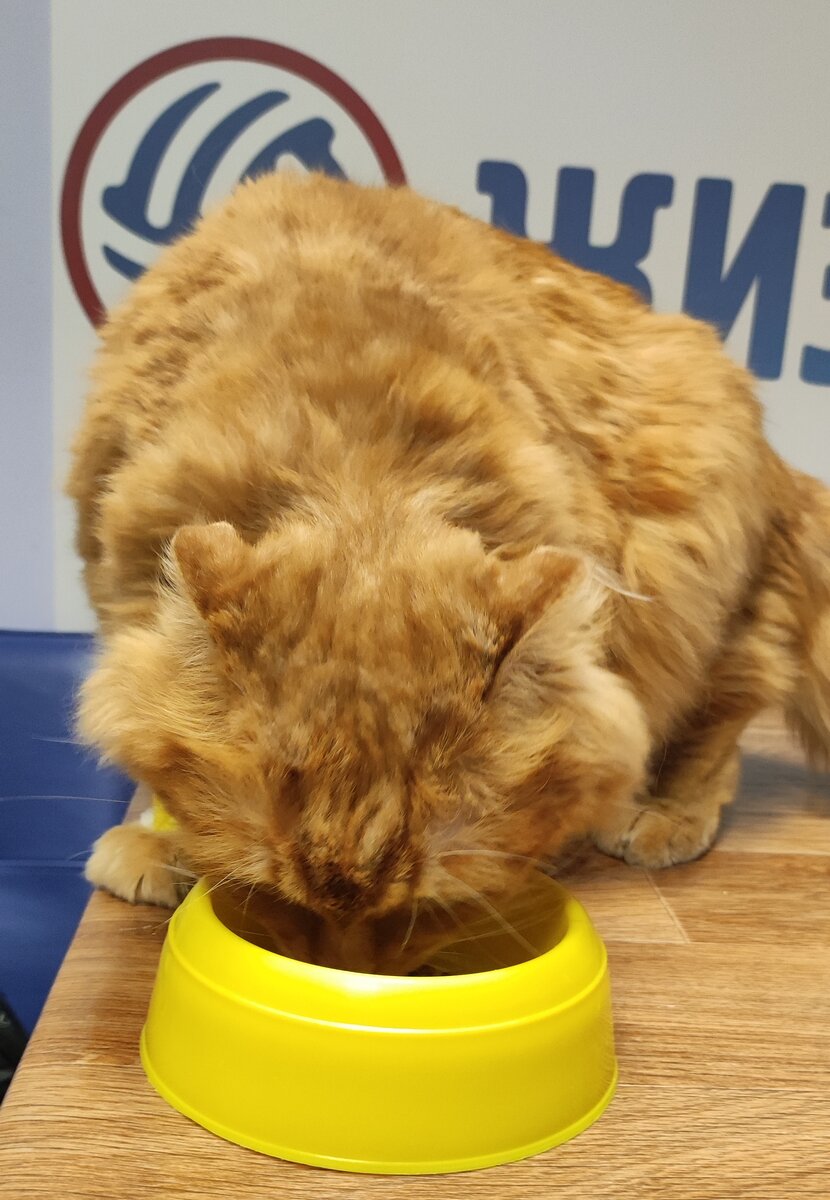 Анализ на антитела к бешенству в Калуге. Кот Фин в ветеринарной клинике в Калуге "Жизнь"