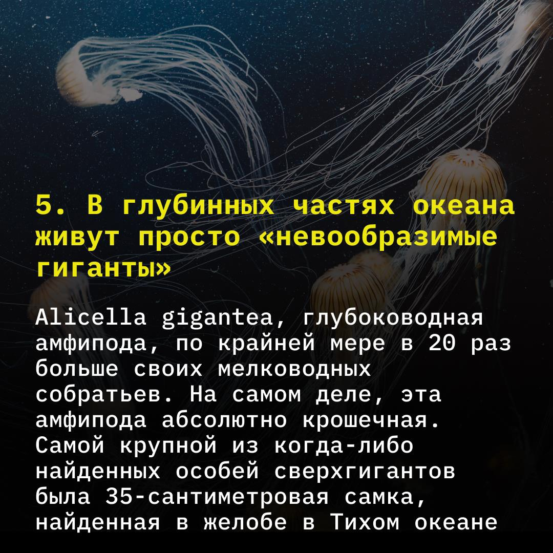 Исследования с помощью взрывчатки, невообразимые морские гиганты и другие  удивительные факты о самой глубоководной части океана | TechInsider | Дзен