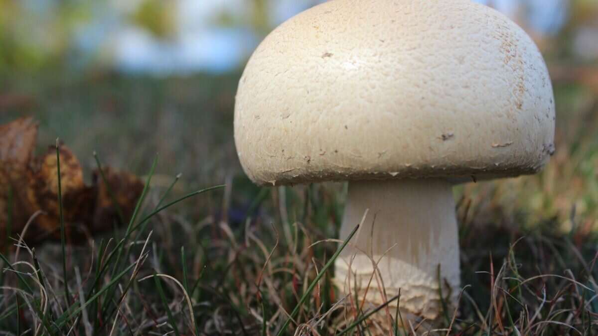    wikigrib.blogspot.com