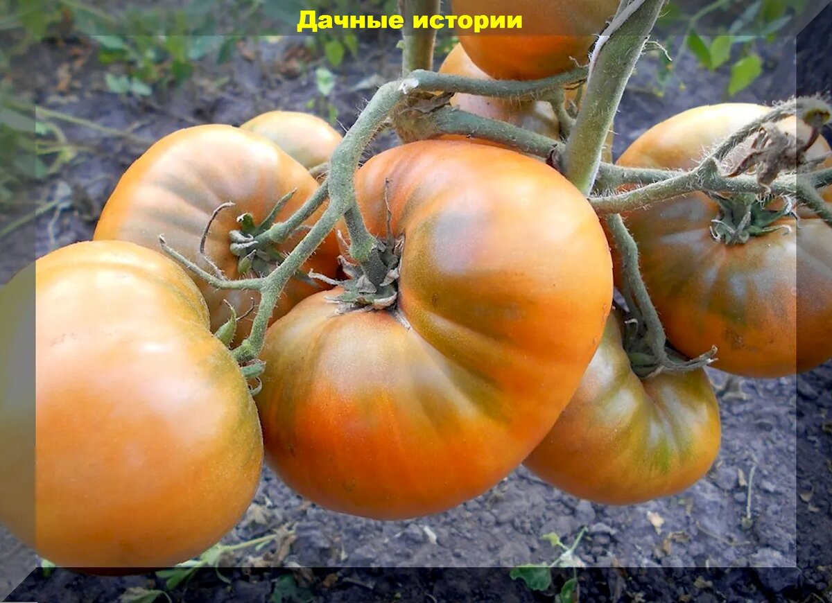 https://vk.com/photo-159774511_457256180. "Улуру Охра"