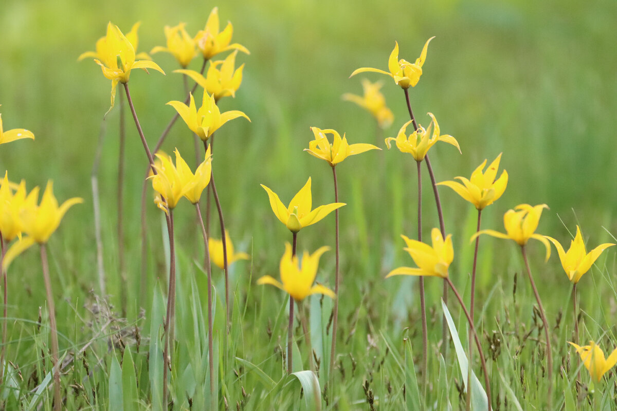 Прекрасно смотрится в цветниках  