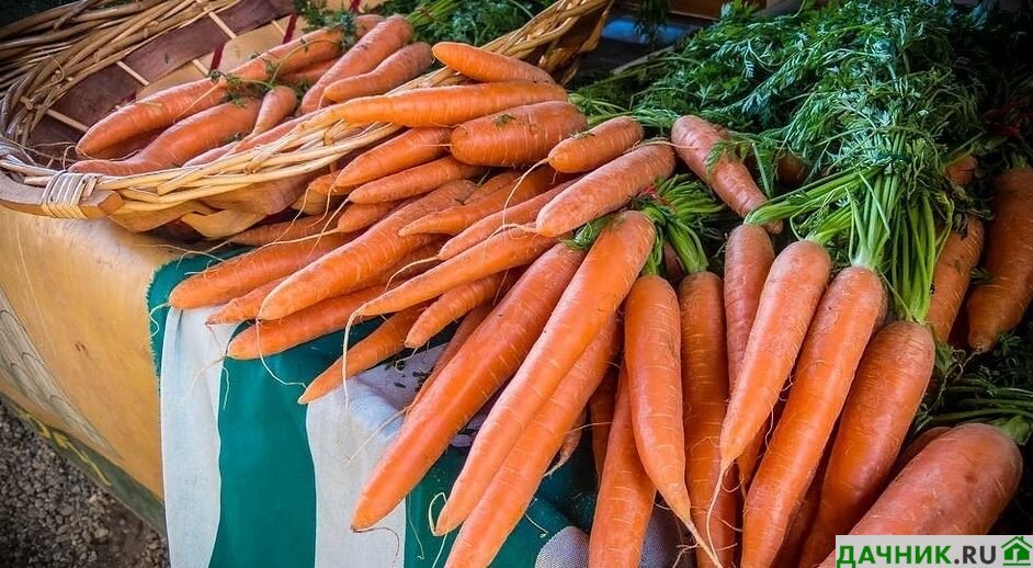 Уборка и хранение моркови