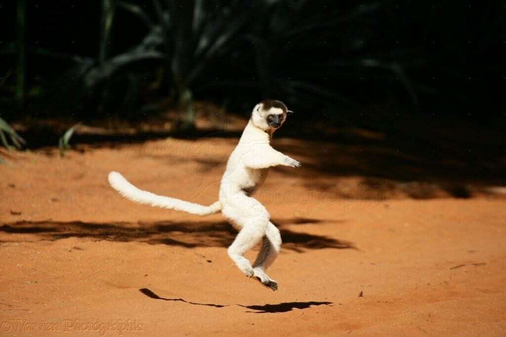   Сифака Верро, один из видов мадагаскарских лемуров, шустро передвигается по земле, но пищу находит только на деревьях / © warrenphotographic.co.uk
