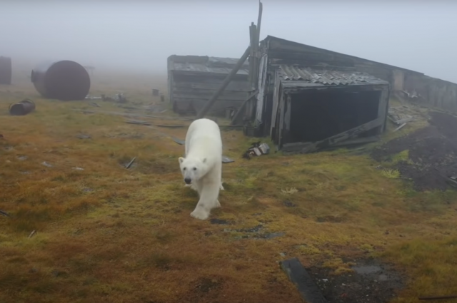    Что известно о победителе фотоконкурса дикой природы WPY Дмитрии Кохе?