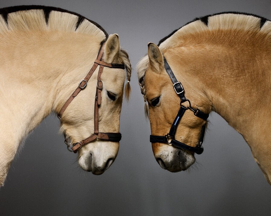 Диадем и Принц, фото из открытых источников 