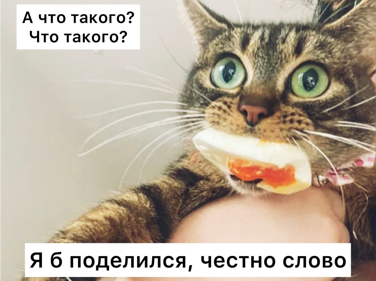 Забавные коты-воришки, которым не жалко отдать всю свою еду | Кошка.ru |  Дзен