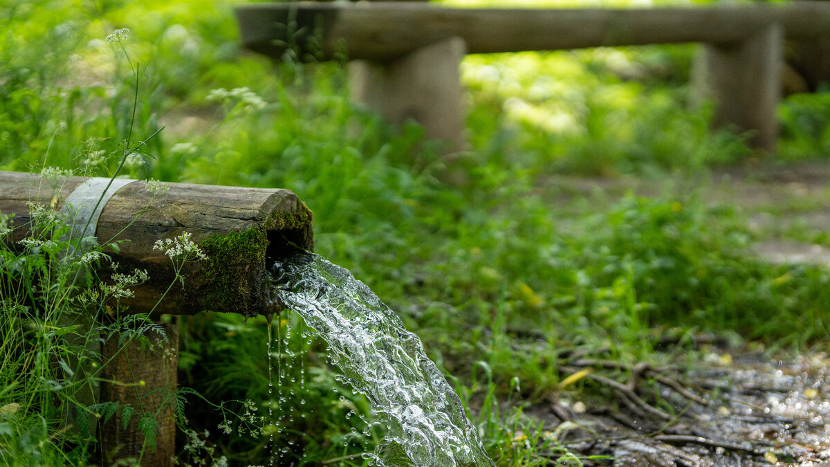 Лес источник чистой воды
