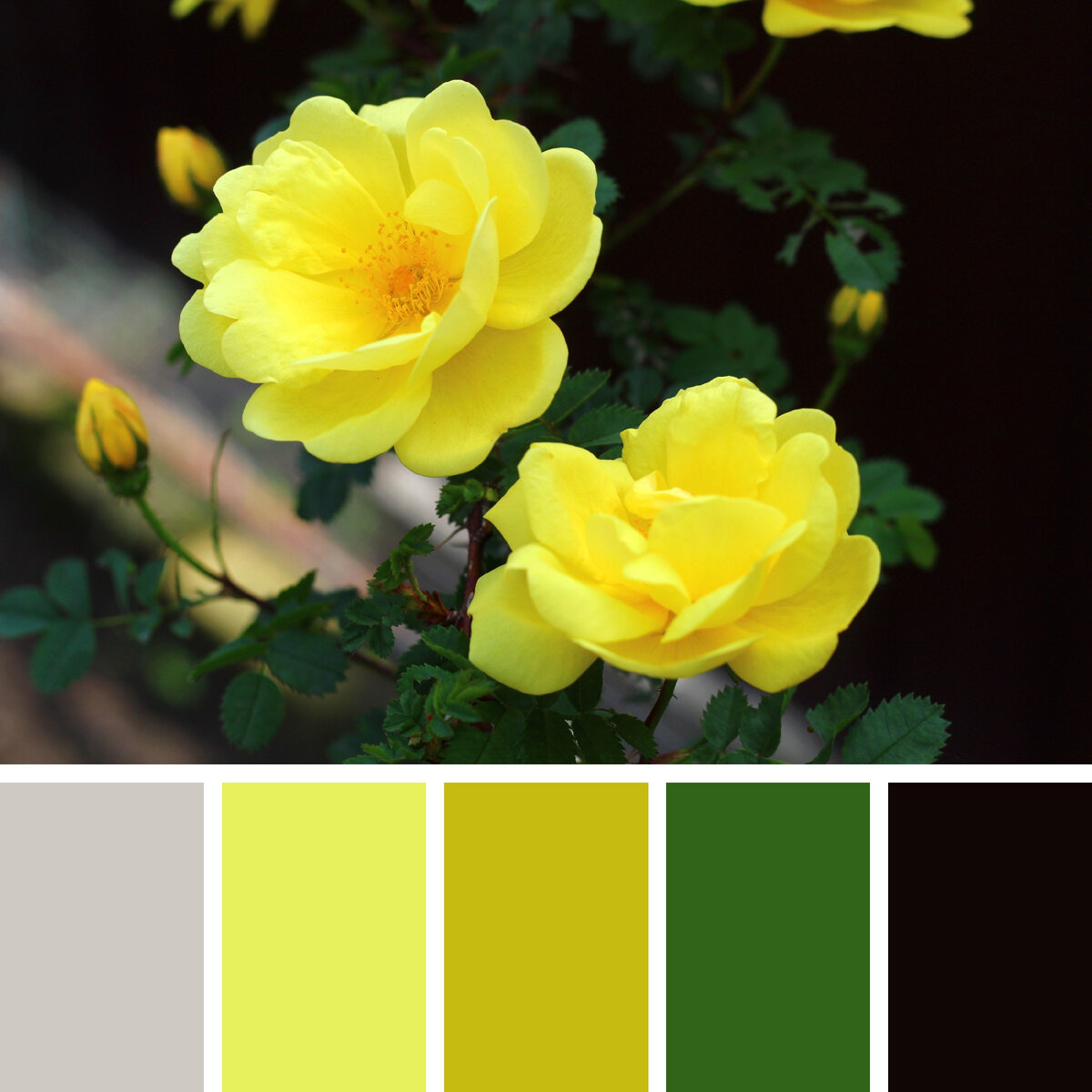 Цветовая палитра из моего снимка