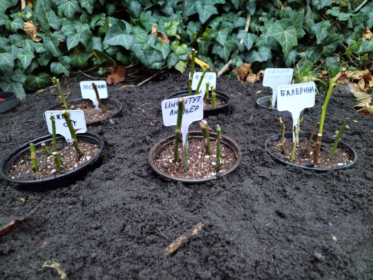 Черенки для зимнего черенкования, прикопаны в горшочках в землю