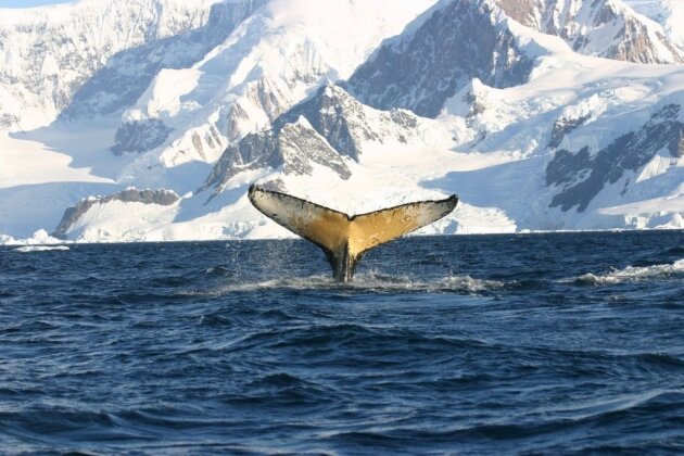    В Антарктиде Oceanbook.at