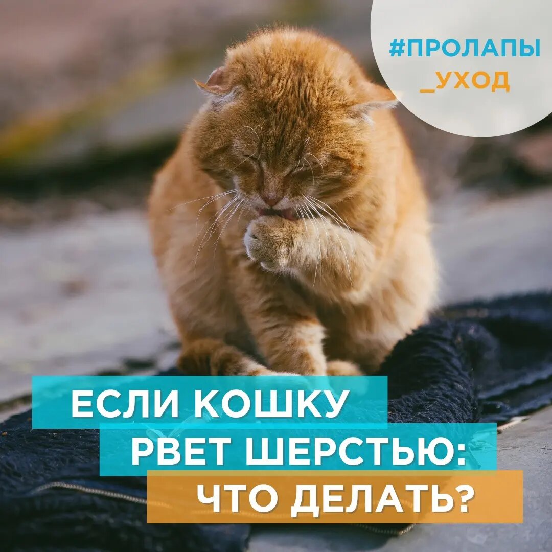 Рвота у кошки - кошку рвет после еды: почему, что делать | Royal Canin